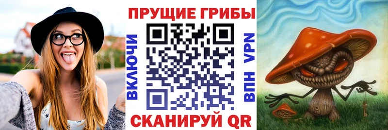 Псилоцибиновые грибы GOLDEN TEACHER  Сокол 